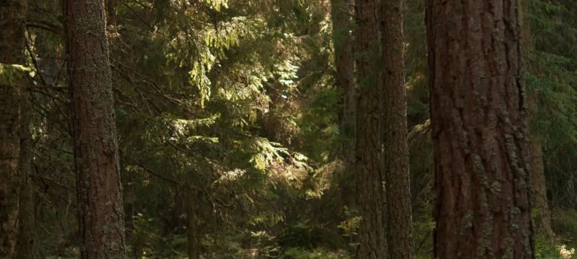 Urnatur