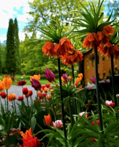 Blomster Blomster